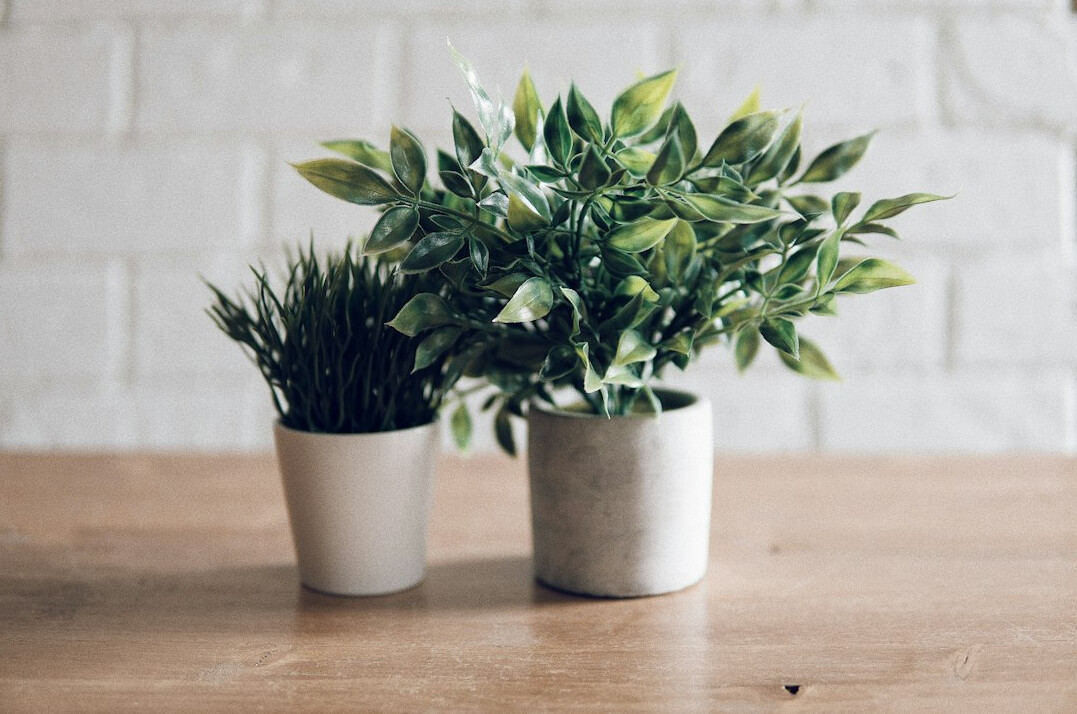 Bright open-plan office workspace with desks and plants